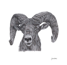 Load image into Gallery viewer, California Big Horn Sheep Print