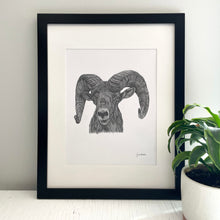 Load image into Gallery viewer, California Big Horn Sheep Print