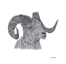 Load image into Gallery viewer, Dall Sheep Print
